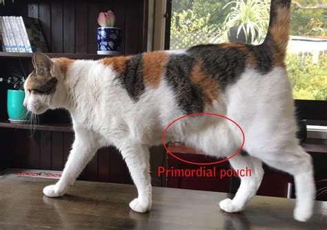 Primordial Pouch in Cats: Our Veterinarian Explains - Cat-World | Cat care, Primordial pouch ...