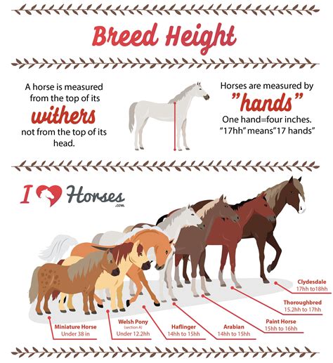 Horse Breed Size Chart