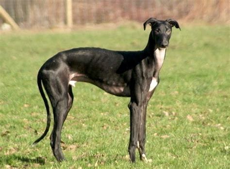 The Spanish Greyhound - The Academic Hound