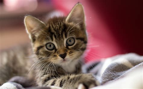 Fonds d'ecran Chat domestique Chatons Animaux télécharger photo