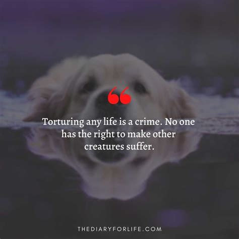 45+ Quotes About Animal Abuse To Stop Animal Cruelty