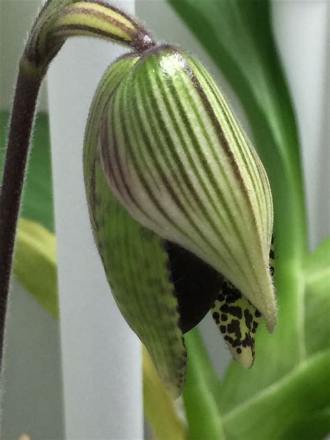 Pin by Shannon de Jong on Orchid pollination | Plant leaves, Orchids ...