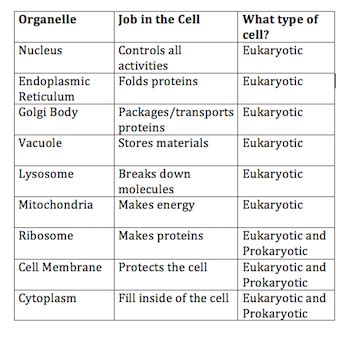 Organelles In Eukaryotic Cells Answer Key - img-clam