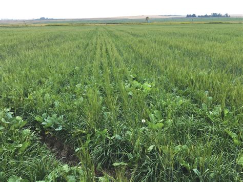 Planting summer annual crops for fall and winter pasture | Canadian Cattlemen