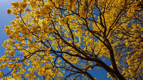 How To Care For A Tabebuia Tree