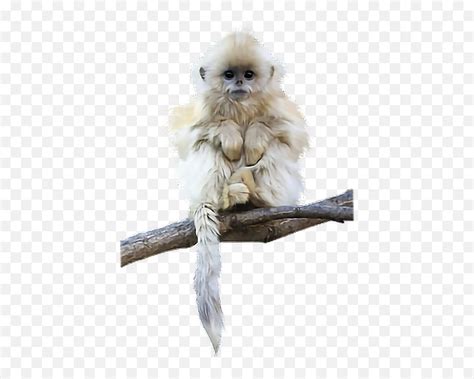 Monkey Monkeys Ape Apes Sticker By Territales - Snub Nosed Monkey National Geographic Emoji,Ape ...