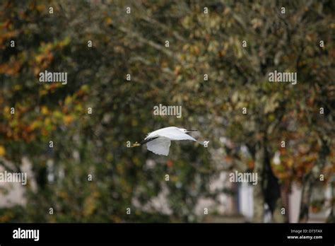 Little Egret flying Stock Photo - Alamy