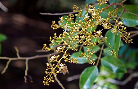 Velvet Tamarind facts and health benefits