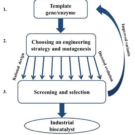 A schematic diagram illustrating the protein engineering process. 1 .... | Download Scientific ...