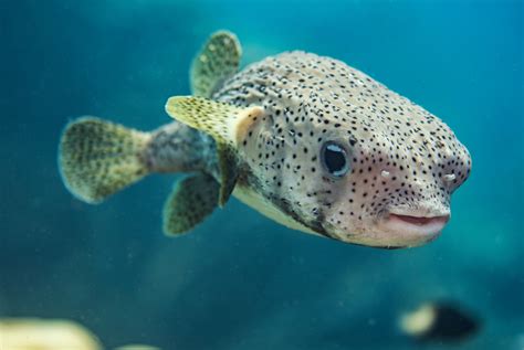 What Are Pufferfish And Are They Poisonous?