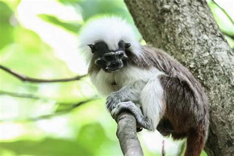 Cotton-top Tamarin Monkeys & Community Conservation in Colombia