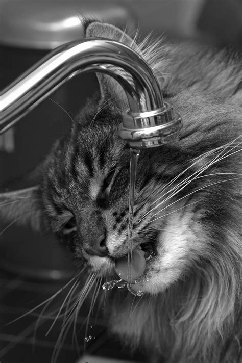Why Your Cat Prefers Running Water: Benefits of a Cat Water Fountain – Cat Water Fountains Australia