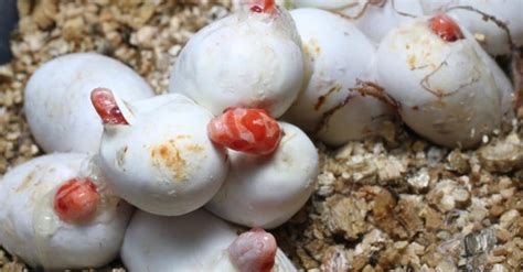 Everything You’ve Ever Wanted to Know About Snake Eggs - IMP WORLD