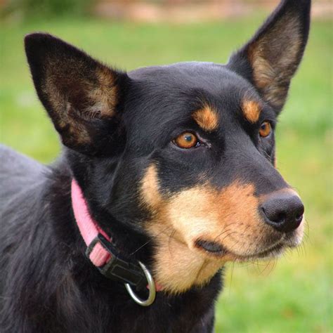 kelpie - Google Search | Chien