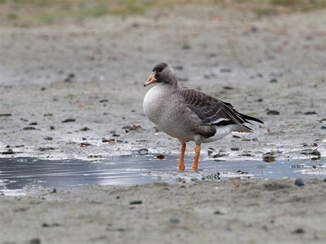 Greater white-fronted goose | BirdForum