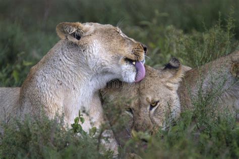 Portrait of Wild Lion in Its Natural Habitat Stock Image - Image of ...