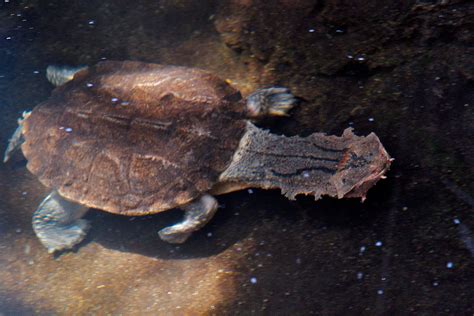 Mata Mata Turtle - Connecticut's Beardsley Zoo