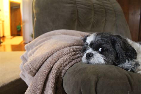 Causes of Shivering and Lethargy in Dogs and What to Do - PetHelpful