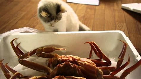 Cats intrigued by crabs - YouTube