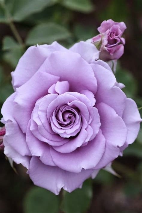 Hybrid Tea Rose 'Blue Moon’ | Backyards Click