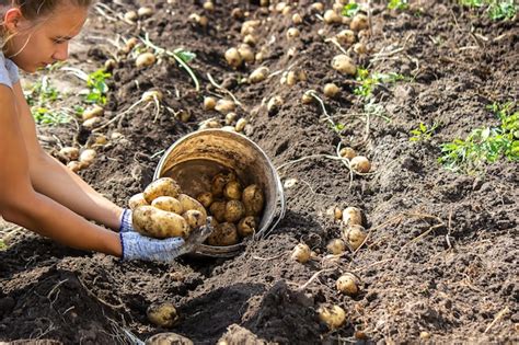 Premium Photo | Harvesting potatoes good potato harvest