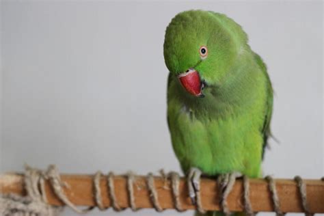 Rose-Ringed Parakeet: Pictures, Personality, Food & Care Guide | Hepper