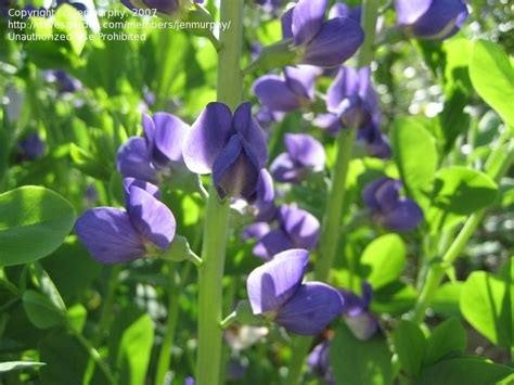 PlantFiles Pictures: Baptisia Species, False Indigo, Blue Wild Indigo (Baptisia australis) by ...