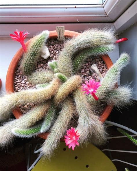 How to Grow and Care for Monkey Tail Cactus (Cleistocactus Winteri)