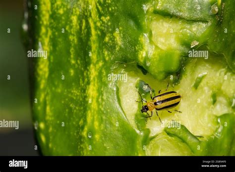 Striped Cucumber Beetle