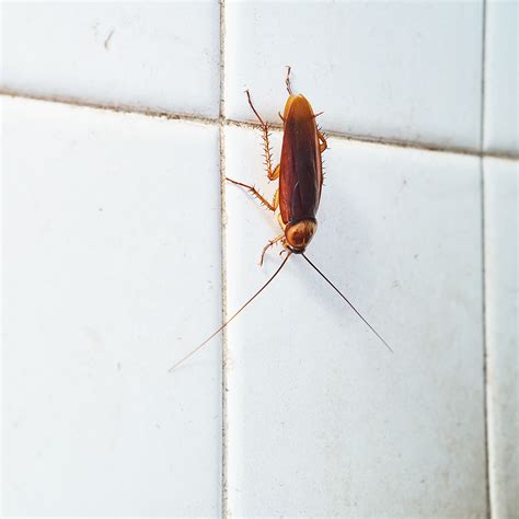 How To Get Rid Of Baby Roaches In The Kitchen | Wow Blog