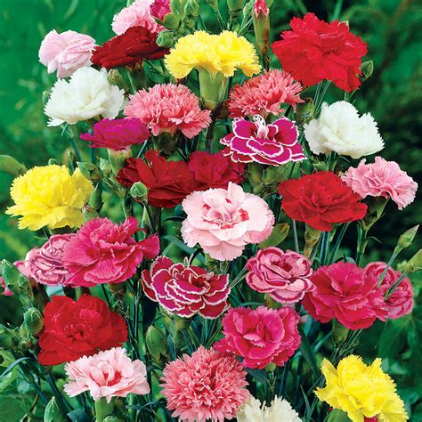 Hardy Mixed Carnations | Gurney's Seed & Nursery Co.