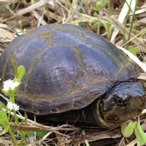 Eastern Mud Turtle - Facts, Diet, Habitat & Pictures on Animalia.bio