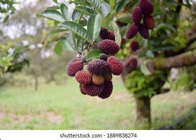 799 Pulasan fruit Images, Stock Photos & Vectors | Shutterstock