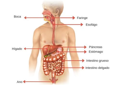 Aparato o Sistema Digestivo: qué es, su partes y funciones - Significados