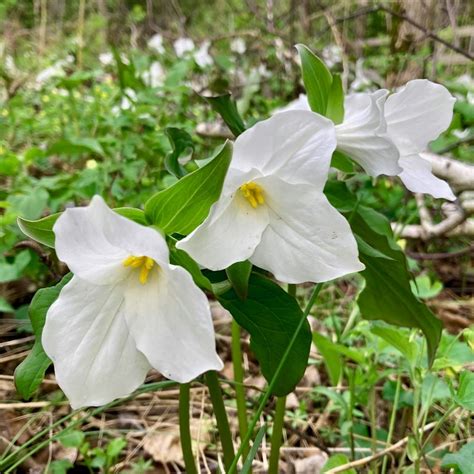 White Trillium Flower Essence – Bane Folk