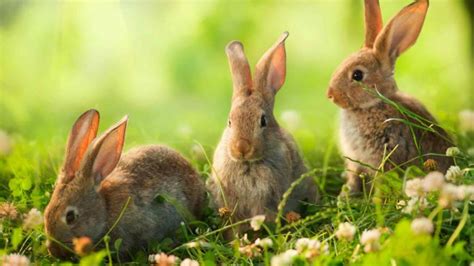 What Do Wild Rabbits Eat? A Guide To The Natural Wild Rabbit Diet