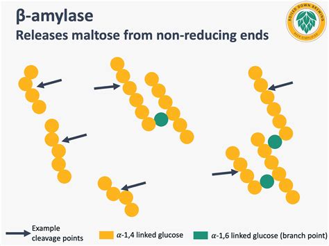 From Starch to Fermentable Sugars: Enzymes in the Mash