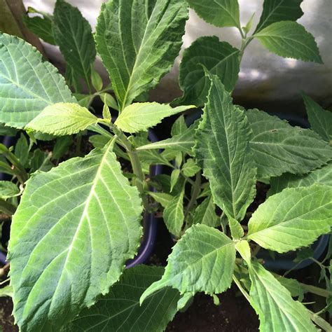 Salvia Divinorum Plants For Sale | Buy Best Salvia Online 1