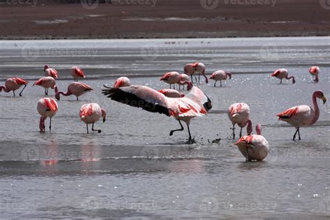 Flamingos on lake in andes mountain, Bolivia 840051 Stock Photo at Vecteezy