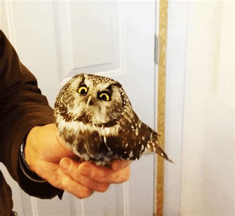 Baby Owl Angry GIFs - Find & Share on GIPHY