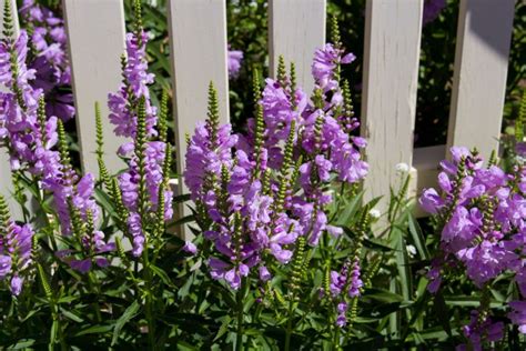 Obedient plant: care, growth habit & varieties - Plantura