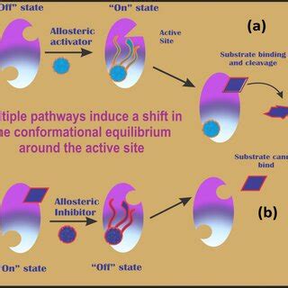 Mechanism of Allosteric Regulation in proteins a. Allosteric activator... | Download Scientific ...