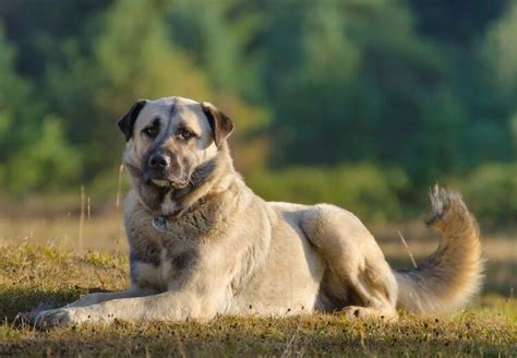 Anatolian Shepherd Dog Breed Guide: Everything You Need To Know | All Things Dogs