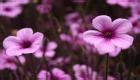 Beautiful Purple Color Flower Pictures