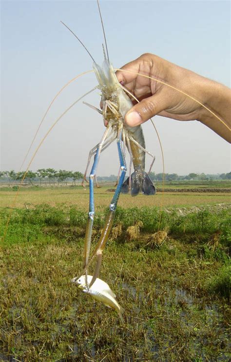 Freshwater prawn farming in Thailand - Responsible Seafood Advocate