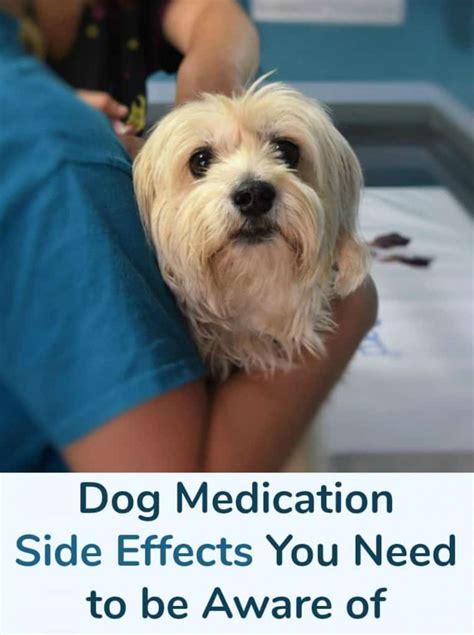 Dog Medication Side Effects You Need to be Aware of - Miss Molly Says