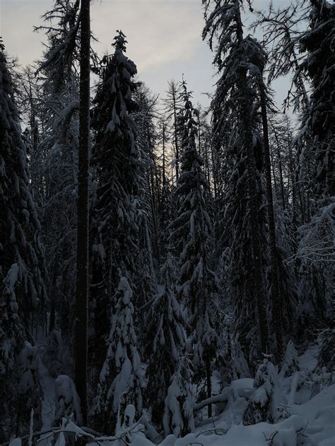 Forest Trees during Sunrise · Free Stock Photo