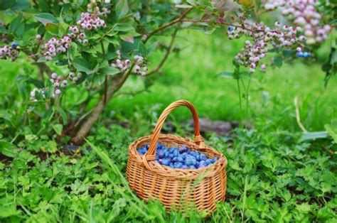 How and When to Harvest Blueberries This Season