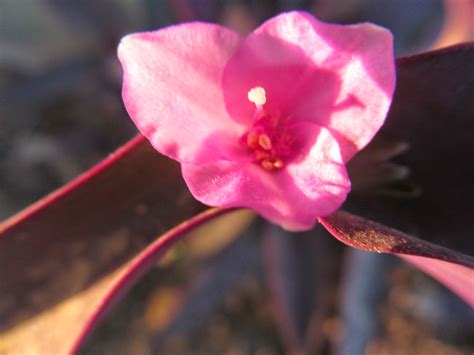 NATURAL & UNIQUE PHOTOGRAPHY: PURPLE HEART FLOWER