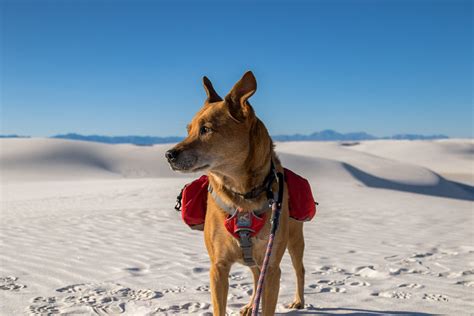 4 Super Dog Friendly National Parks